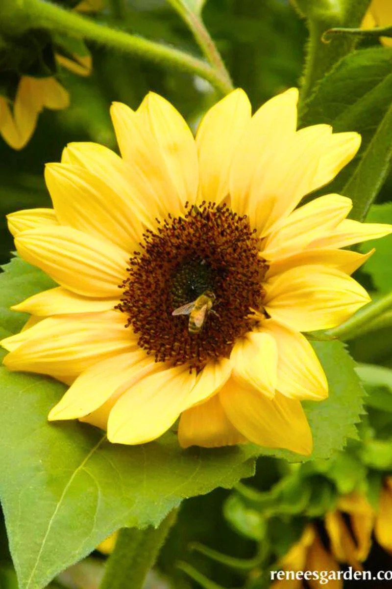 Renee's Garden Bvorder Sunflowers Sundancer Seeds