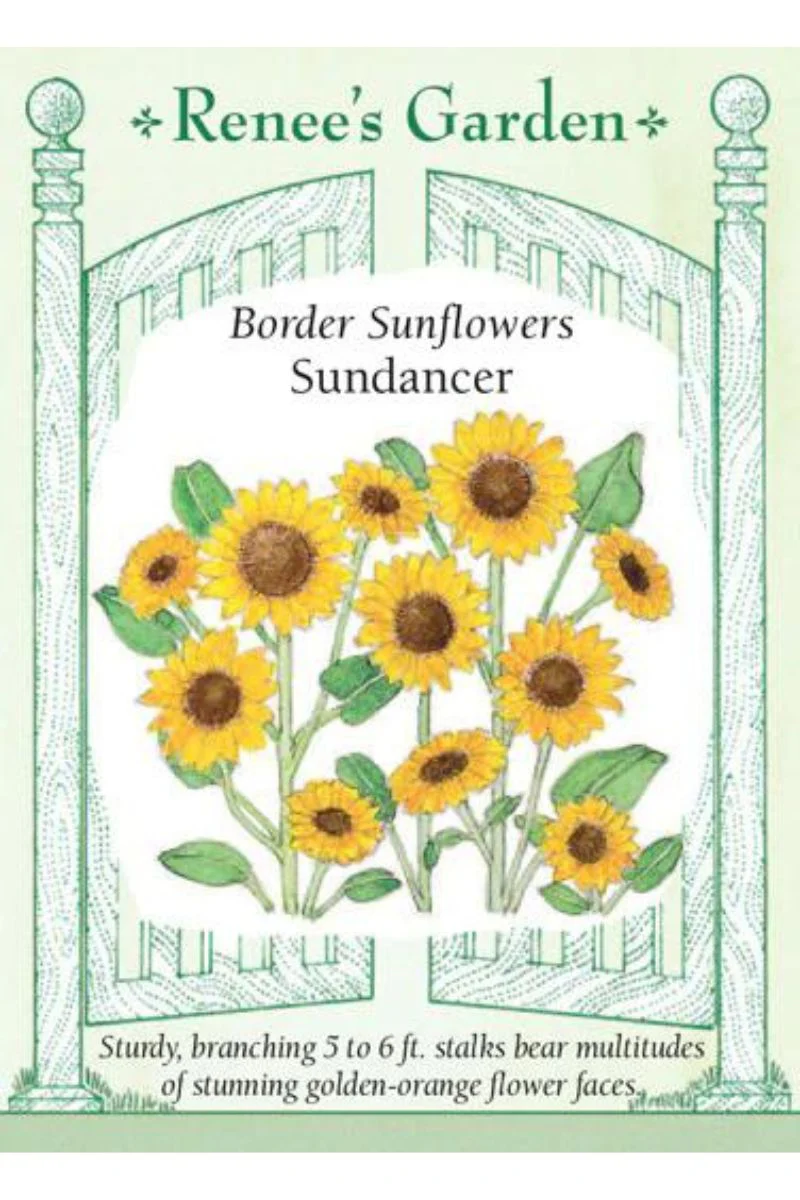 Renee's Garden Bvorder Sunflowers Sundancer Seeds - Image 2