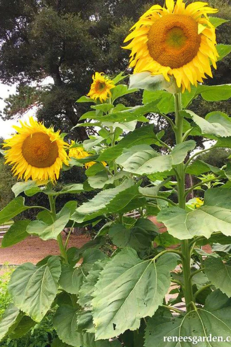 Renee's Garden Giant Sunflowers Heirloom Titan Seeds - Image 2