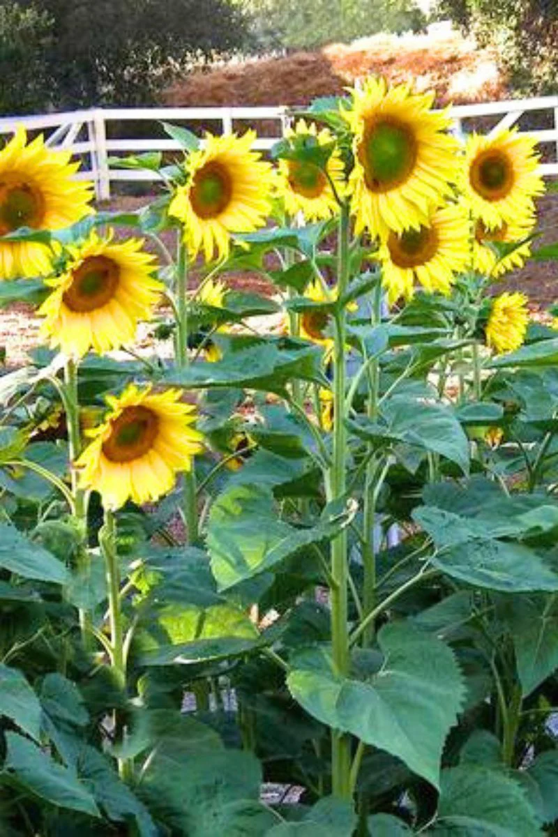 Renee's Garden Snack Seed Sunflowers Heirloom Mammoth Greystripe Organic Seeds - Image 2