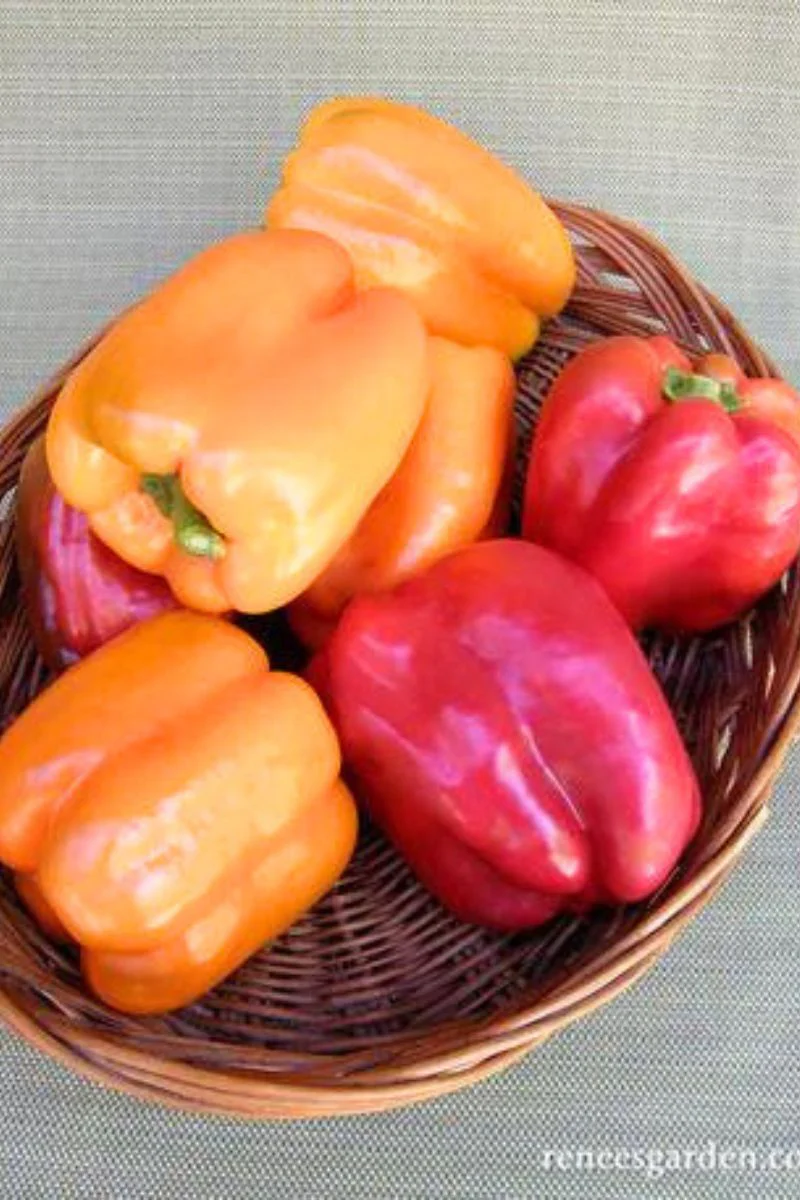 Renee's Garden Sweet Bell Peppers Orange Sun & Jupiter Organic Seeds - Image 2