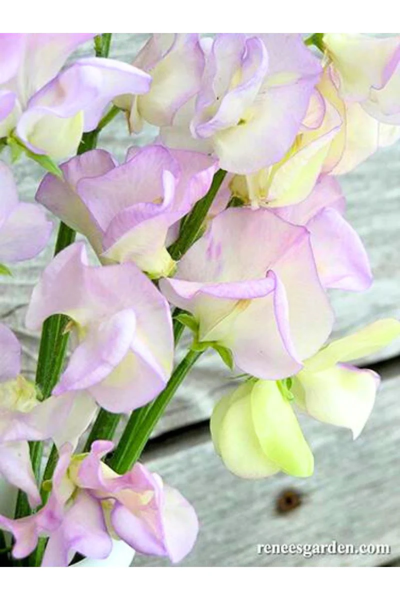 Renee's Garden Fragrant Sweet Peas April in Paris Seeds