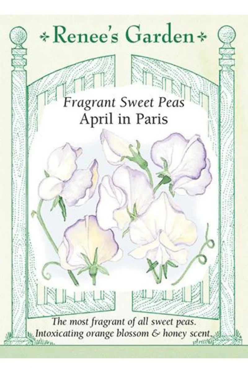 Renee's Garden Fragrant Sweet Peas April in Paris Seeds - Image 2