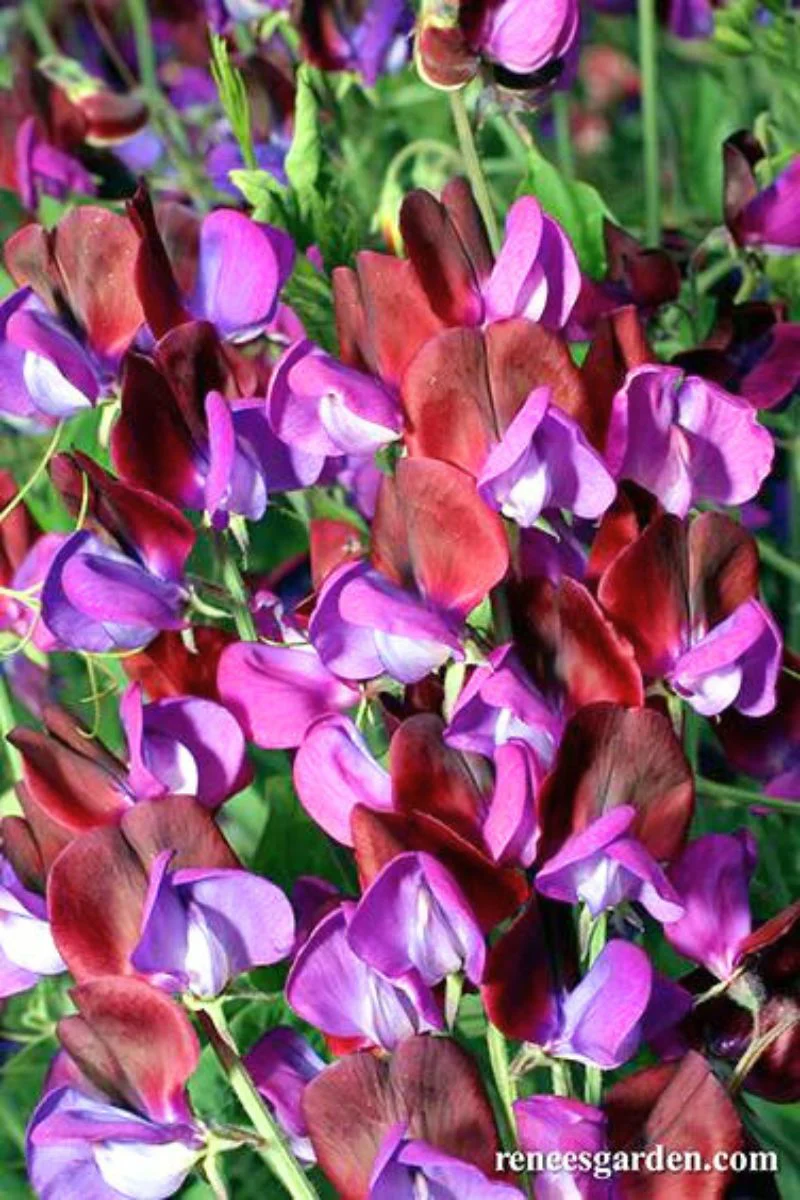 Renee's Garden Heirloom Sweet Peas Cupani's Original Seeds