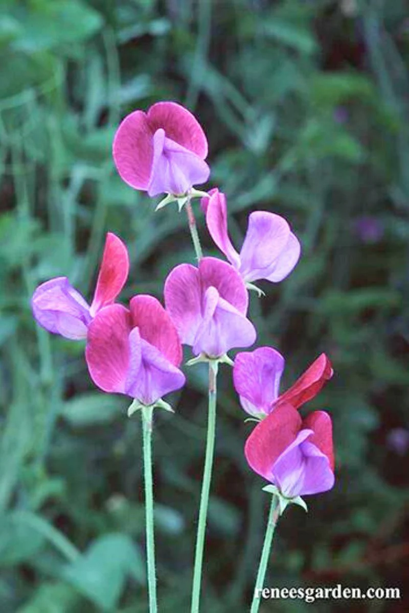 Renee's Garden Heirloom Sweet Peas Cupani's Original Seeds - Image 2