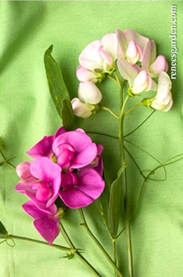 Renee's Garden Perennial Sweet Peas Garden Orchids Seeds - Image 2
