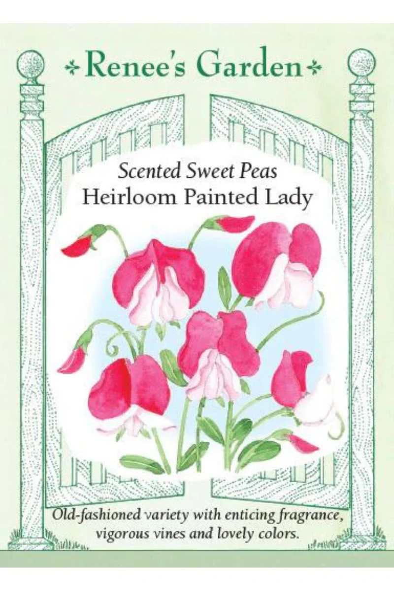 Renee's Garden Scented Sweet Peas Heirloom Painted Lady Seeds - Image 2