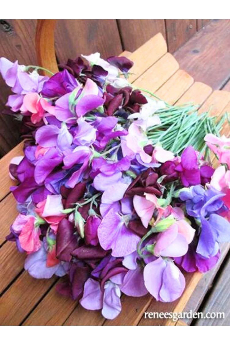 Renee's Garden Heirloom Sweet Peas Perfume Delight  Seeds - Image 2