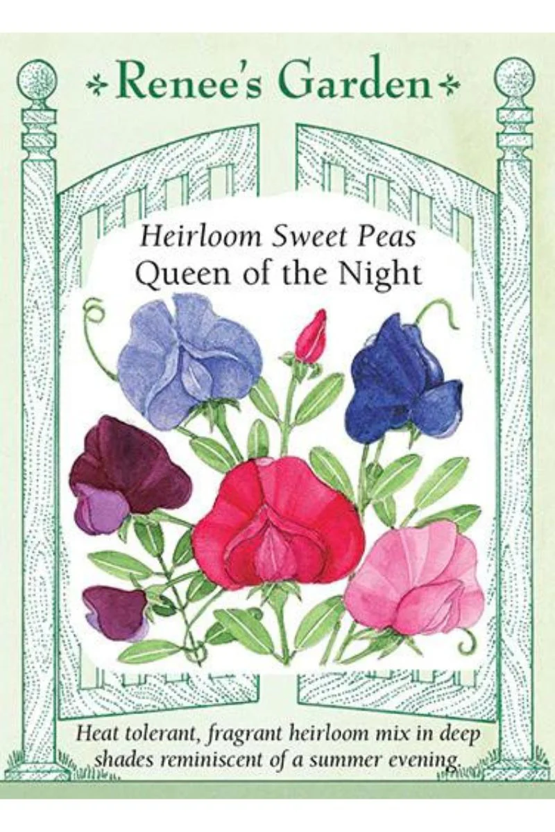 Renee's Garden Heirloom Sweet Peas Queen of the Night Seeds - Image 2