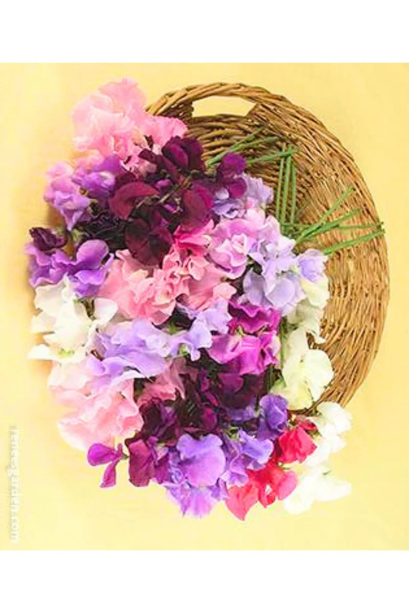 Renee's Garden Heirloom Sweet Peas Spencer Ruffled Seeds - Image 2