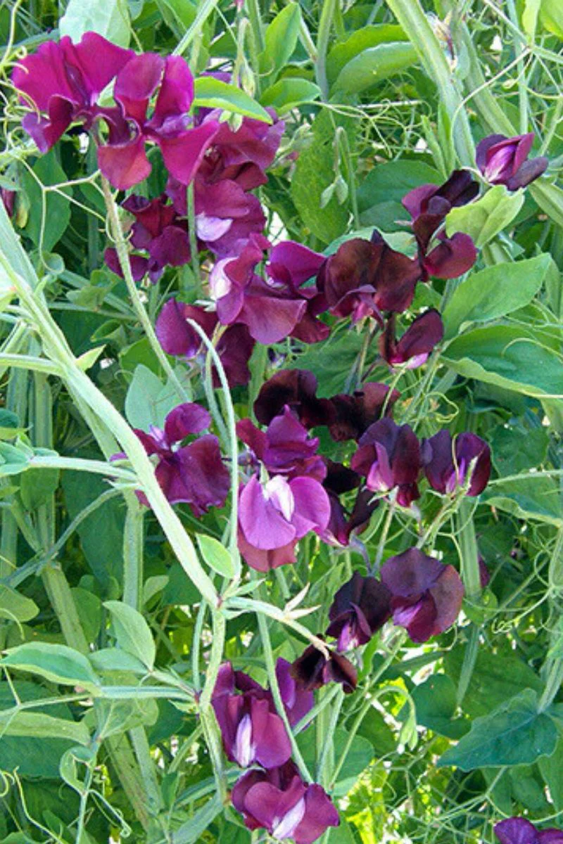 Renee's Garden Fragrant Sweet Peas Zinfandel Seeds - Image 2