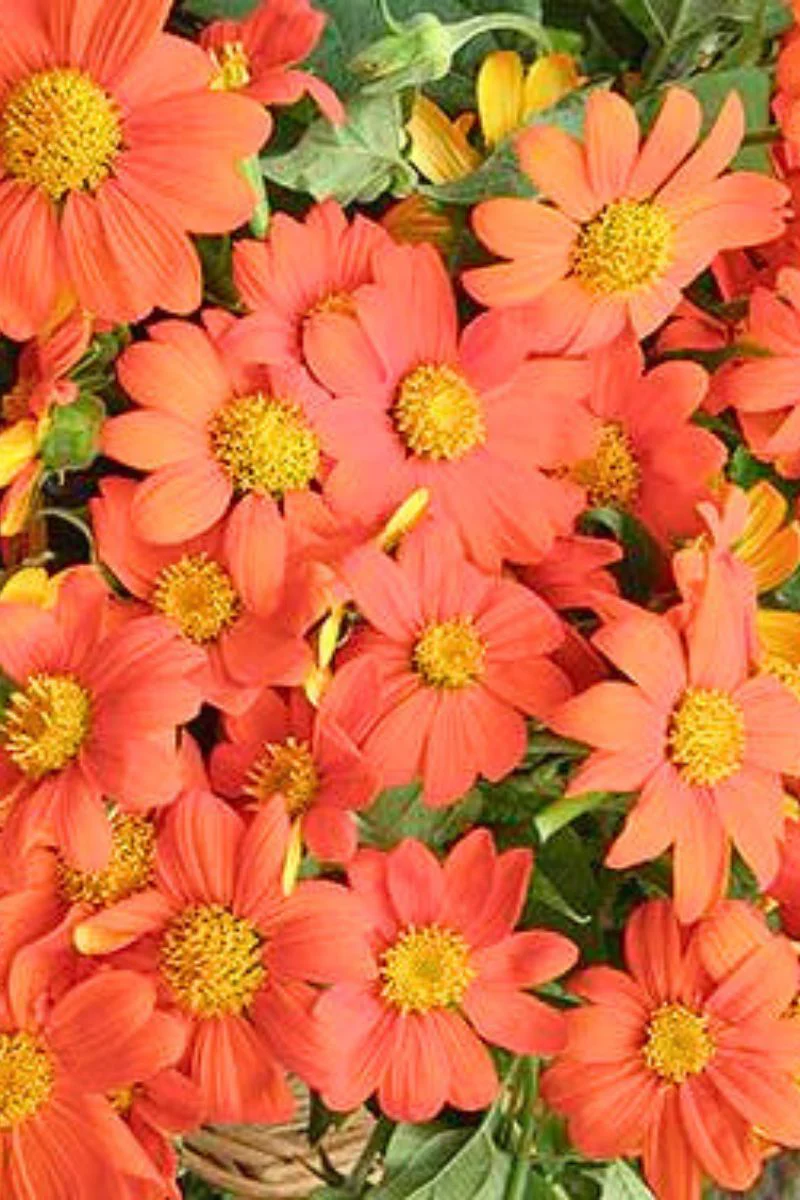 Renee's Garden Butterfly Flowers Heirloom Torch Tithonia Seeds - Image 2