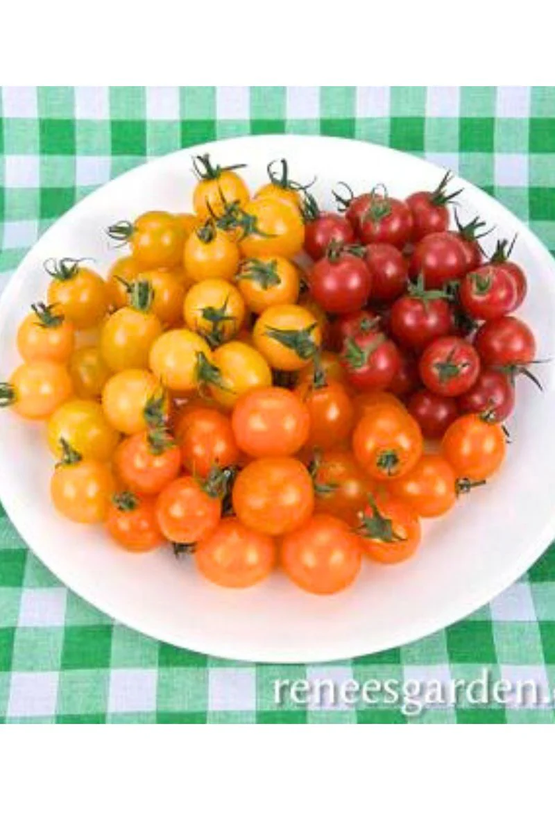 Renee's Garden Tricolor Cherry Tomatoes Garden Candy Seeds - Image 2