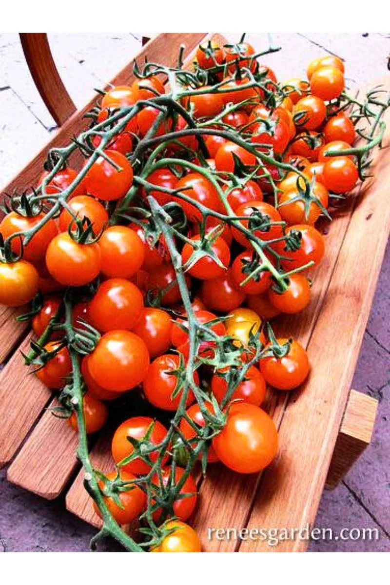 Renee's Garden Orange Cherry Tomatoes Sungold Seeds - Image 2