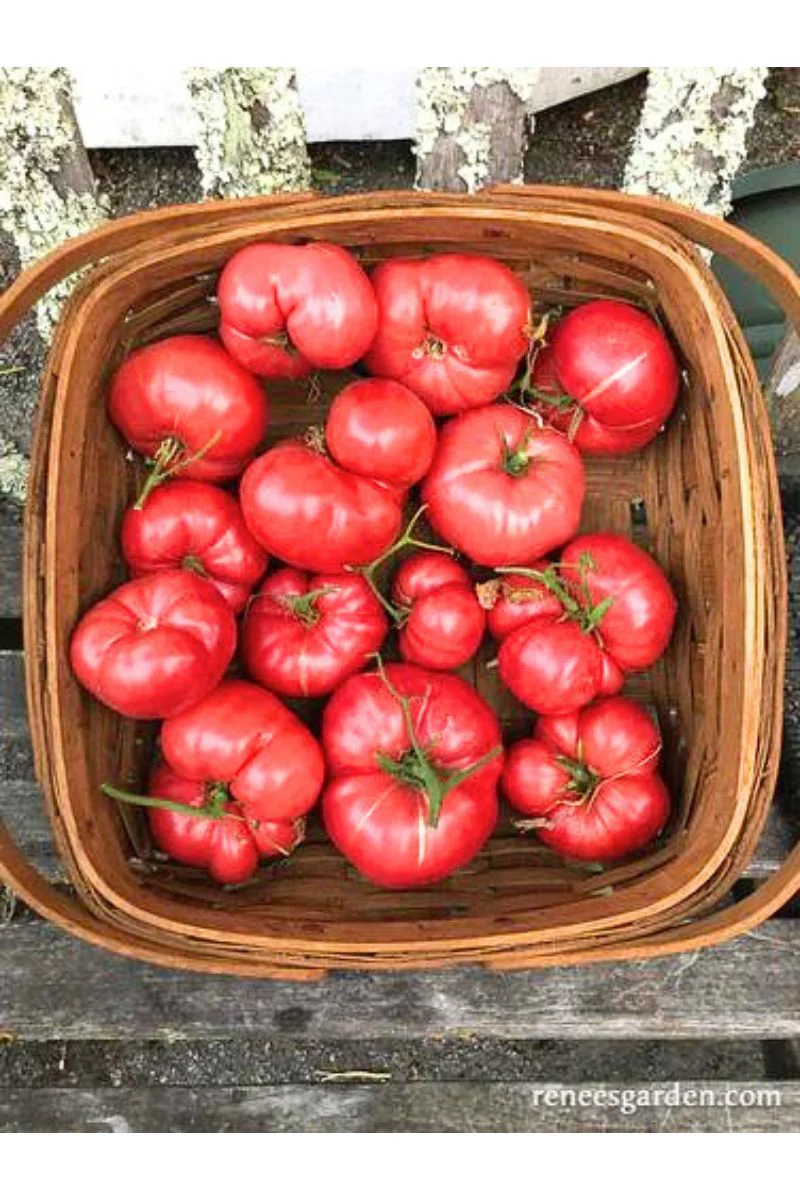 Renee's Garden Itailian Heirloom Tomato Costoluto Genovese Organic Seeds - Image 2