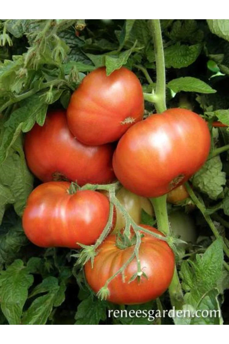 Renee's Garden Heirloom Container Tomatoes Tasmanian Chocolate Organic Seeds - Image 2