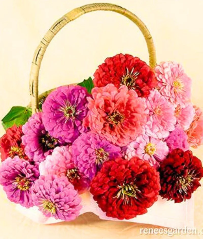 Renee's Garden Bouquet Zinnias Berry Basket Seeds - Image 2
