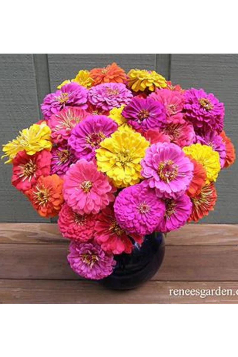 Renee's Garden Double Cutting Zinnias Cabaret Seeds - Image 2