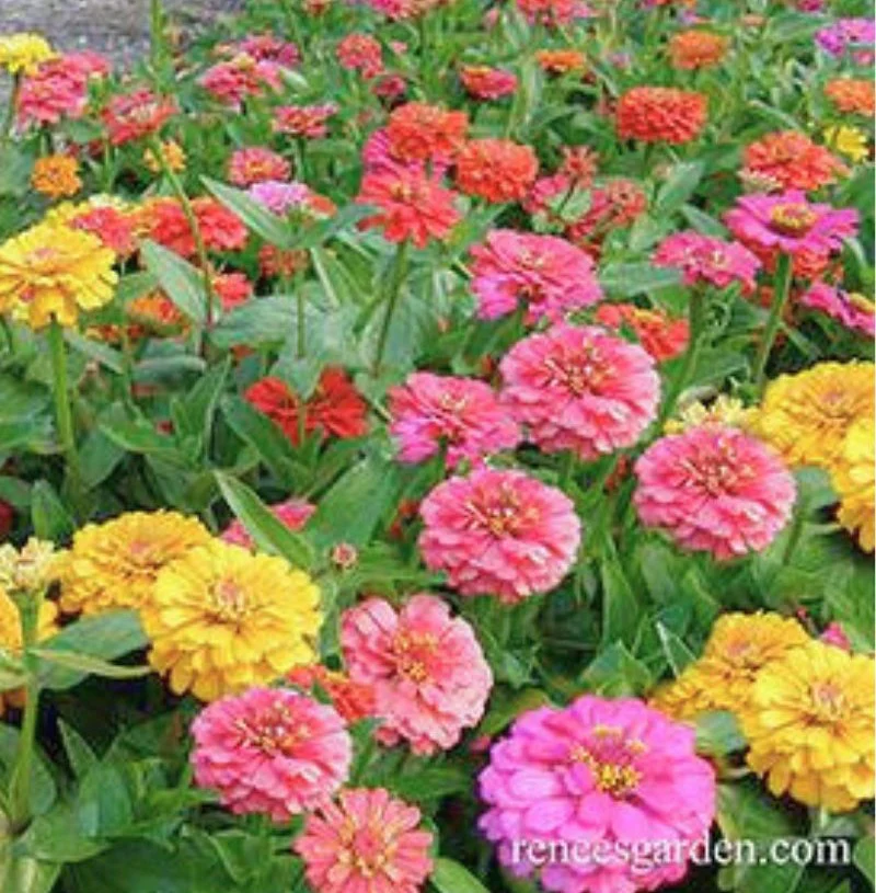 Renee's Garden Butterfly Zinnias Cha-Cha-Cha Seeds - Image 2