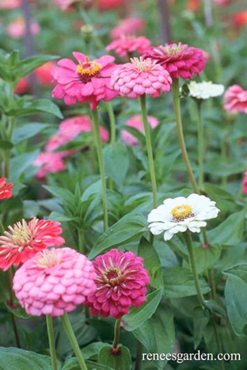 Renee's Garden Cutting Zinnias Cool Crayon Colors Seeds