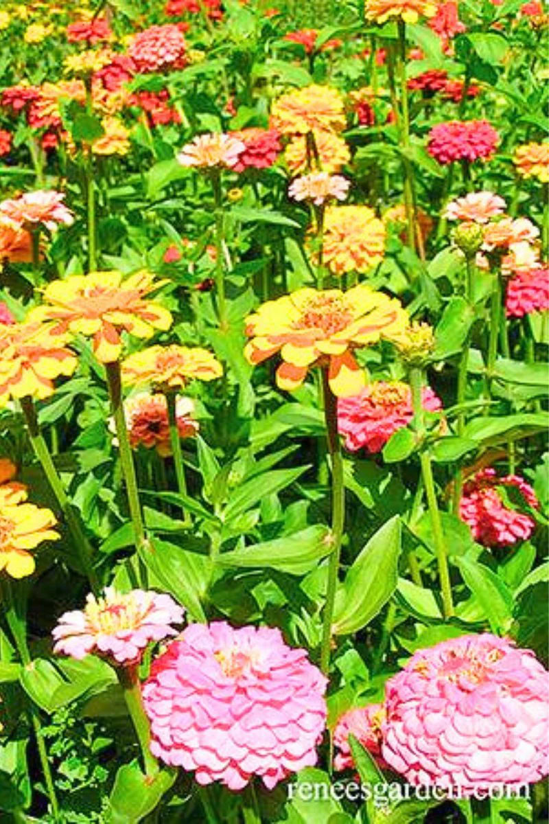 Renee's Garden Heirloom Zinnias " Cut and Come Again " Seeds - Image 2