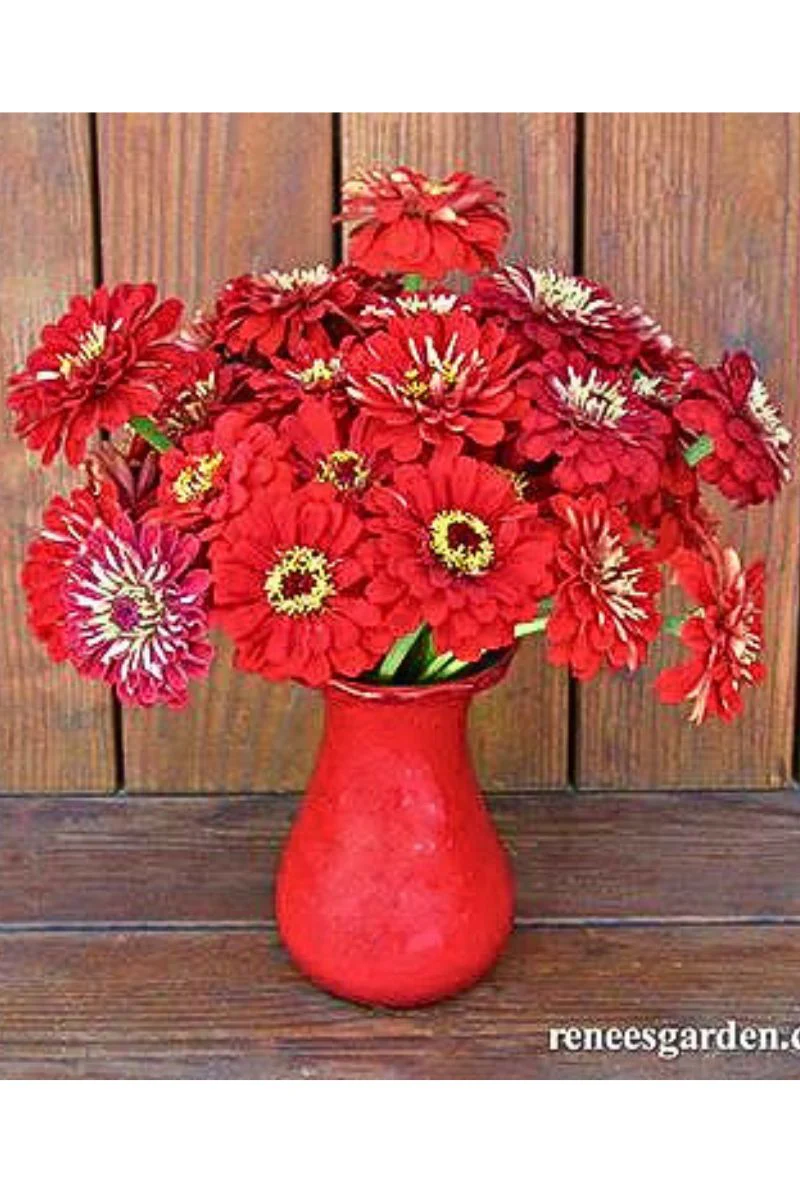 Renee's Garden Heirloom Cutting Zinnias Moulin Rouge Seeds - Image 2