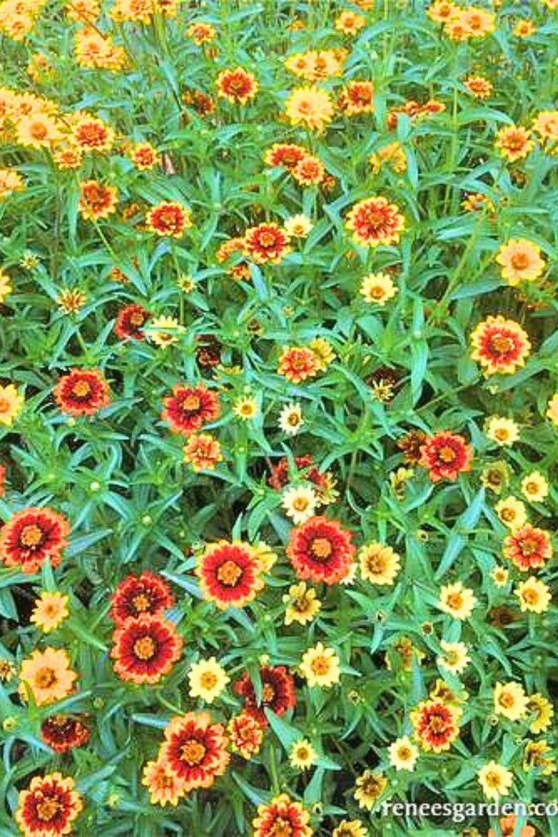 Renee's Garden Heirloom Butterfly Zinnias Persian Carpet Seeds - Image 2