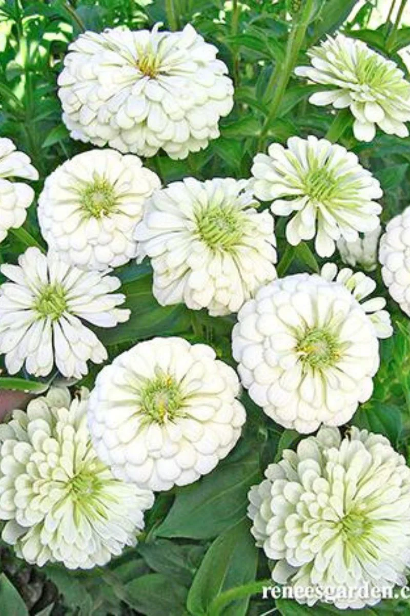 Renee's Garden Heirloom Butterfly Zinnias Polar Bear Seeds - Image 2