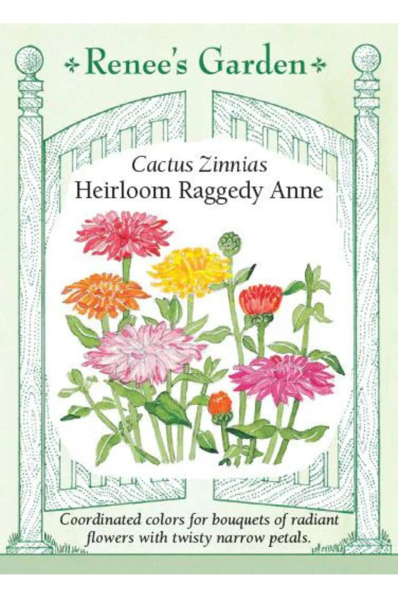 Renee's Garden Cactus Zinnias Heirloom Raggedy Anne Seeds