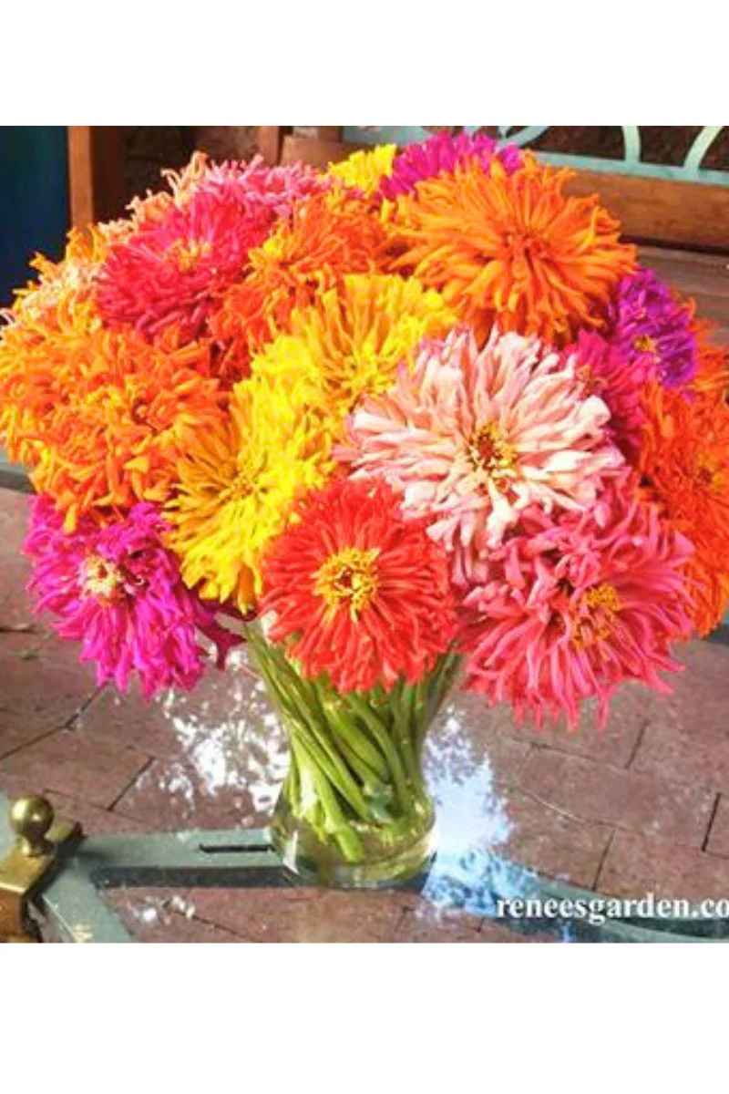 Renee's Garden Cactus Zinnias Heirloom Raggedy Anne Seeds - Image 2