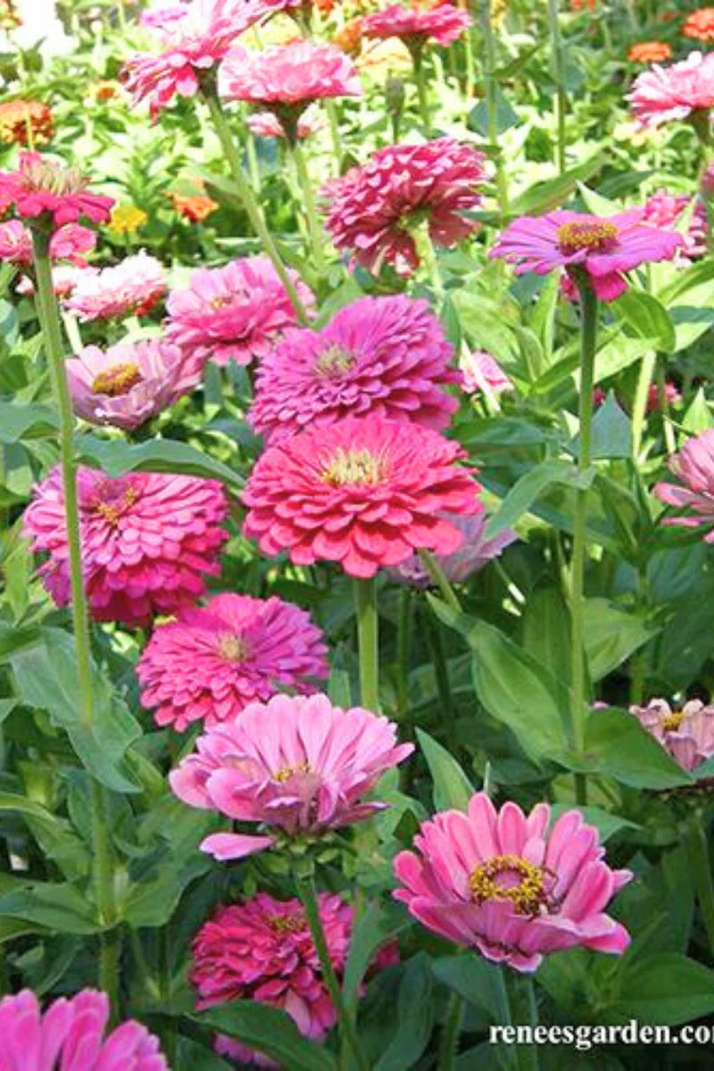 Renee's Garden Cutting Zinnias Raspberry Sorbet Seeds - Image 2