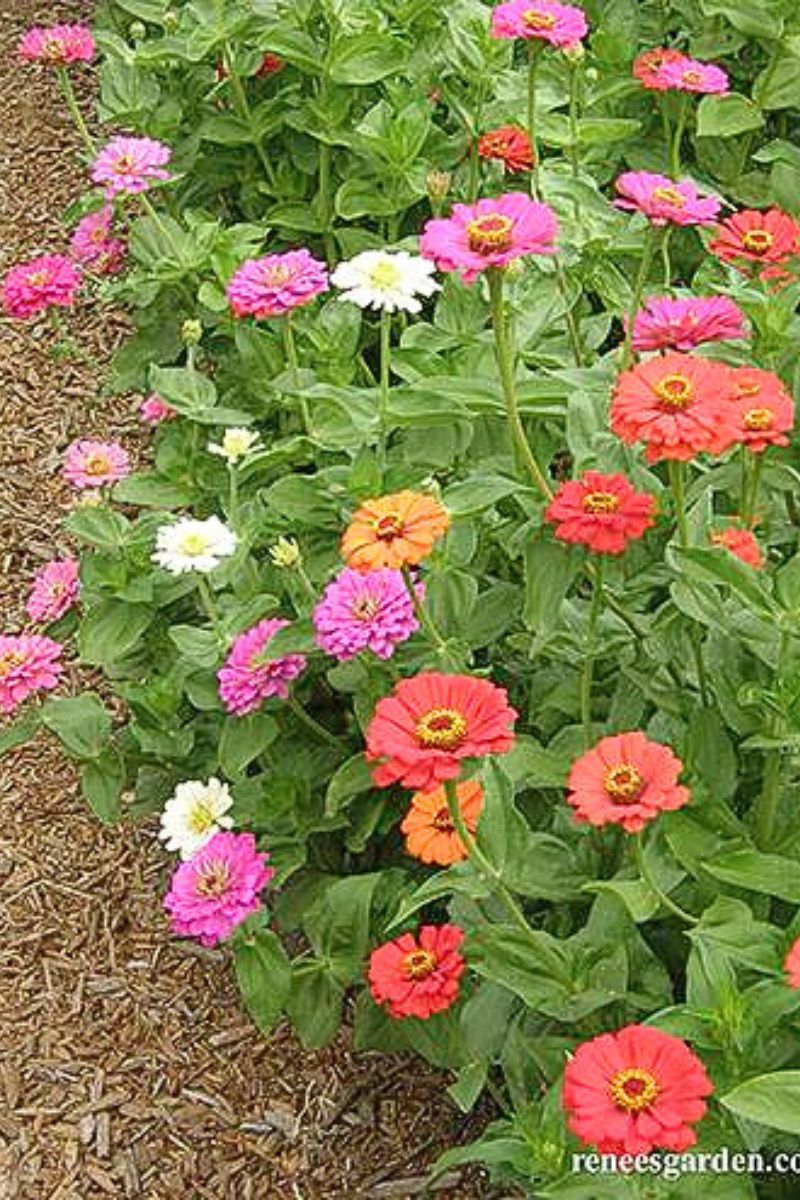 Renee's Garden Heirloom Butterfly Zinnia Mix State Fair Gold Medal Seeds - Image 2