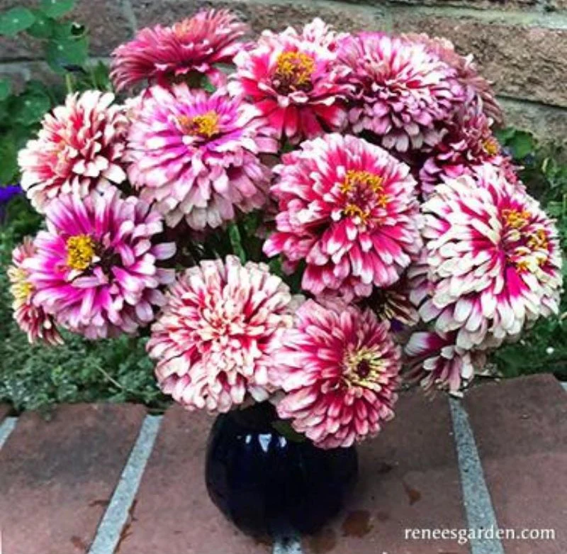 Renee's Garden Butterfly Zinnias Summer Pinwheels Seeds - Image 2