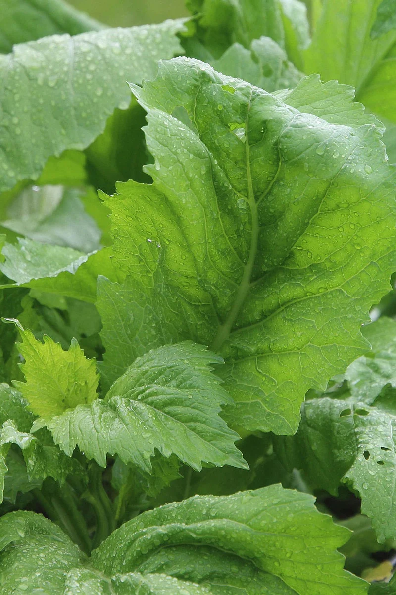 Seed Savers Carolina Broadleaf Organic Mustard