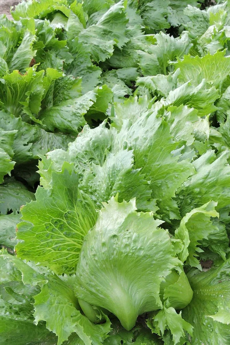 Seed Savers Kovacs Family Heirloom Organic Lettuce