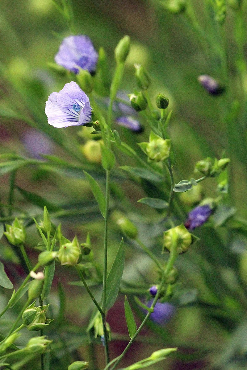 Seed Savers Linore Organic Flax Flower