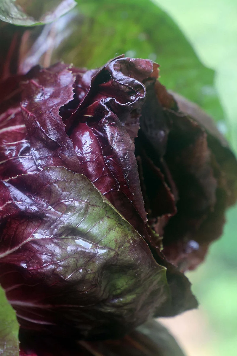 Seed Savers Radicchio Palla Rossa Chichory