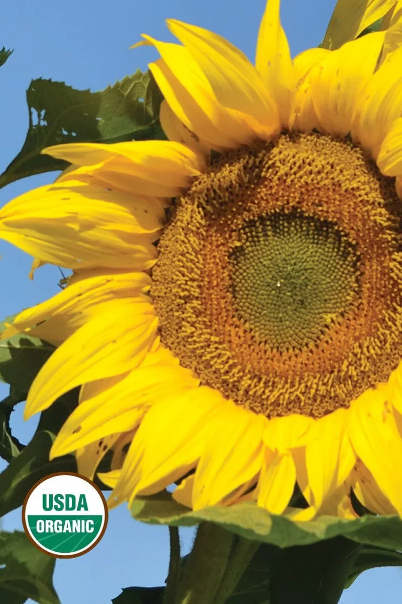Seed Savers Titan Organic Sunflower