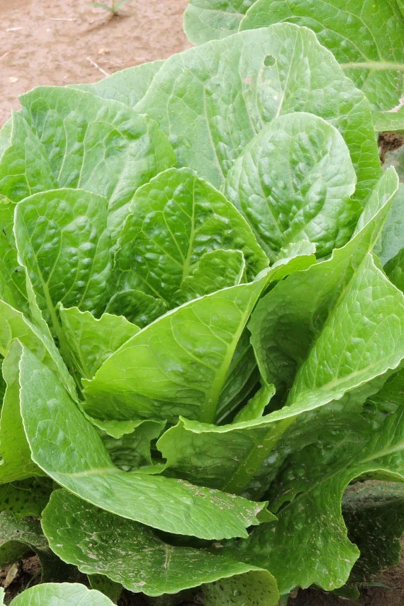 Seed Savers Verte Mar Organic Lettuce