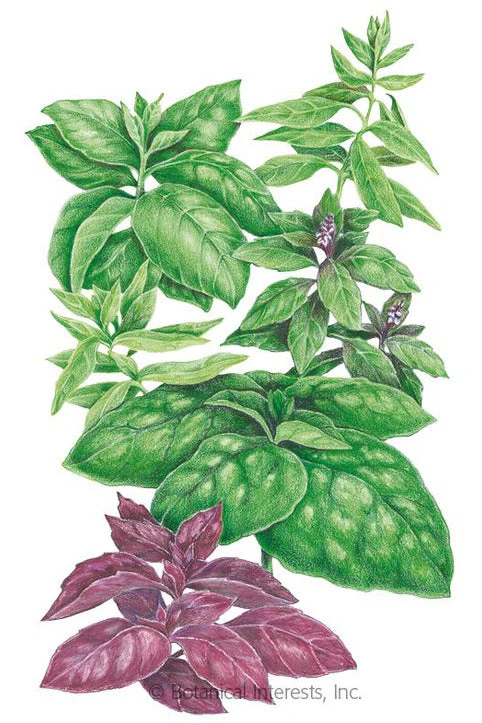 Botanical Interests Six Basil Blend Organic Seeds