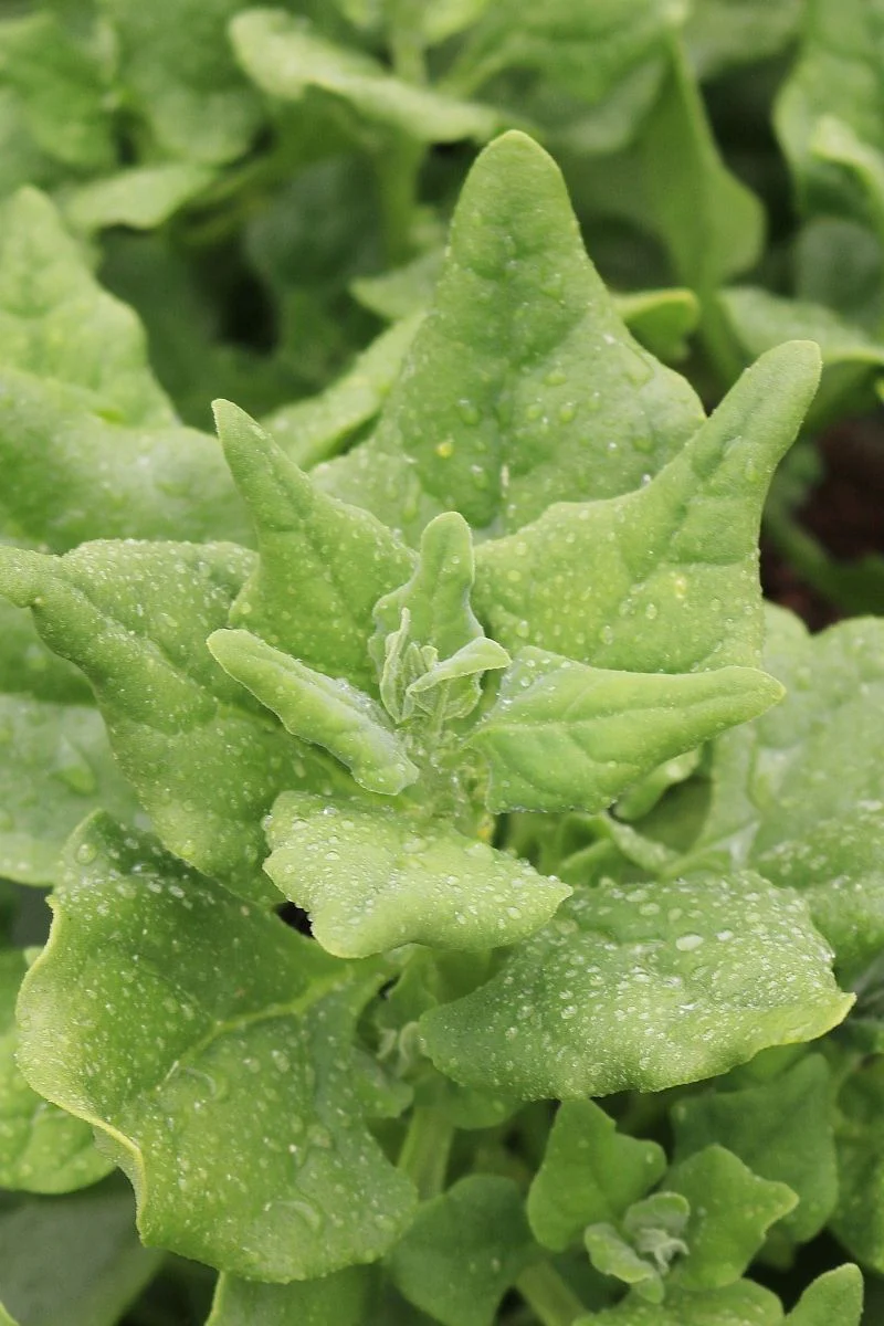 Seed Savers New Zealand Spinach