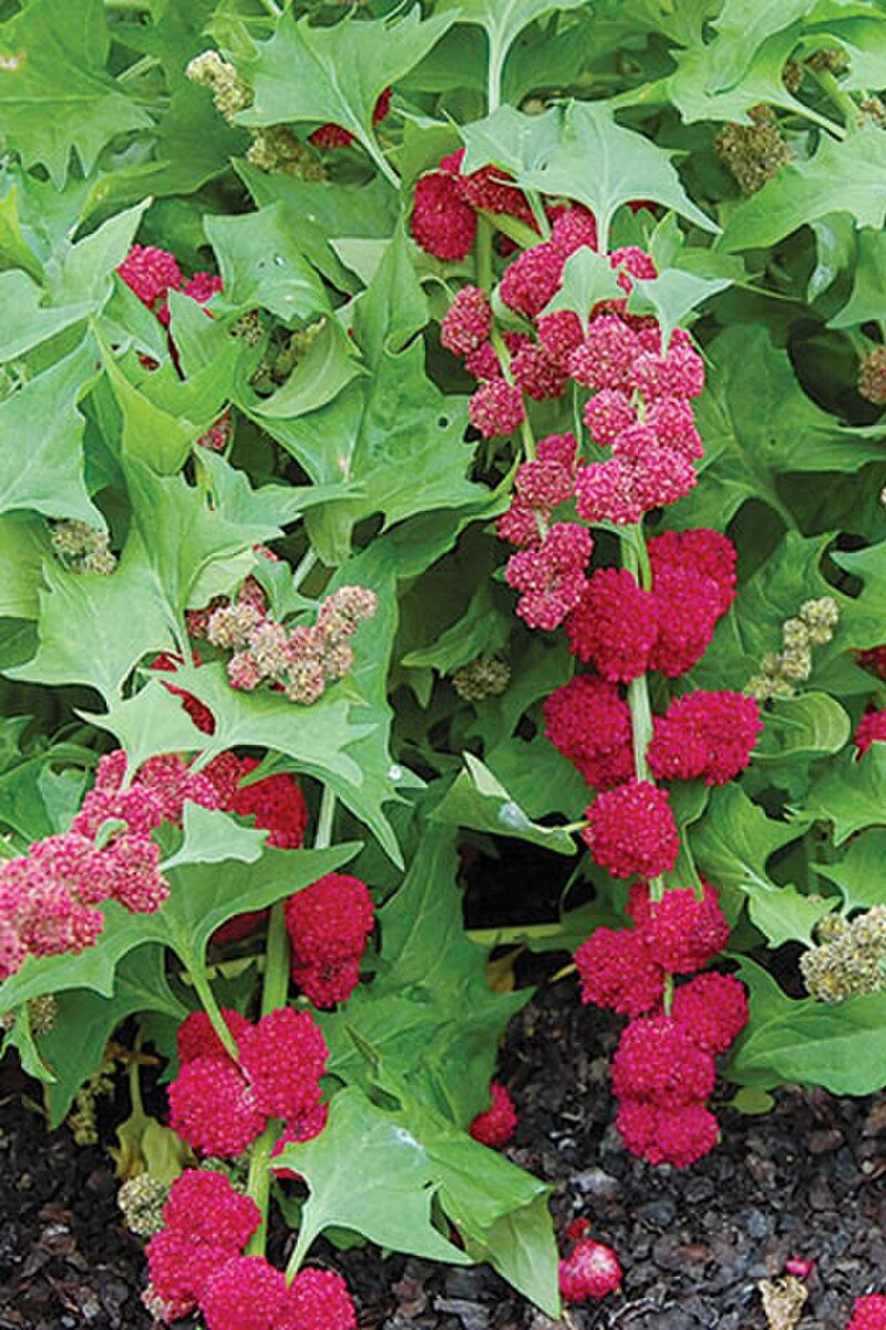 Seed Savers Strawberry Spinach