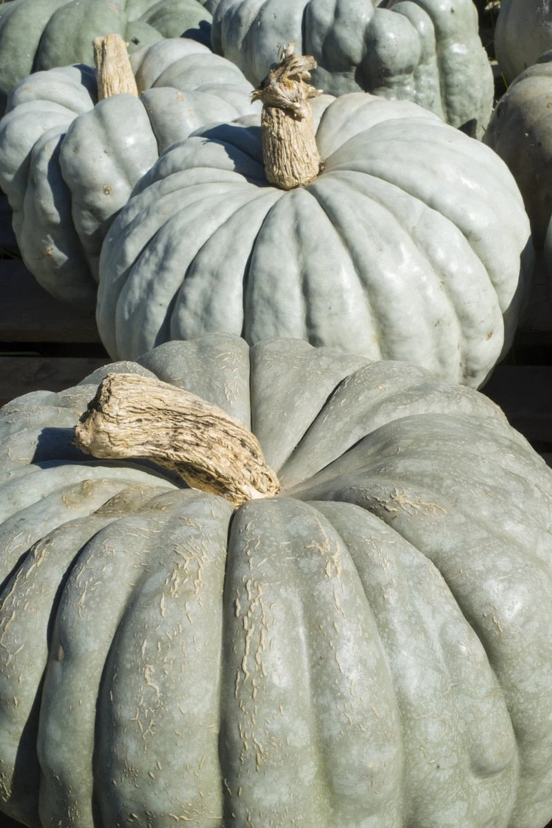 Seed Savers Jarrahdale Pumpkin Squash