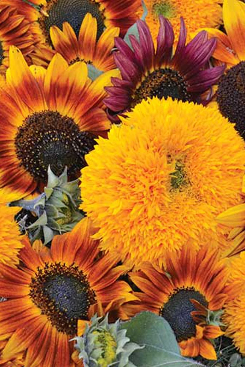 Seed Savers Sunflower Mix