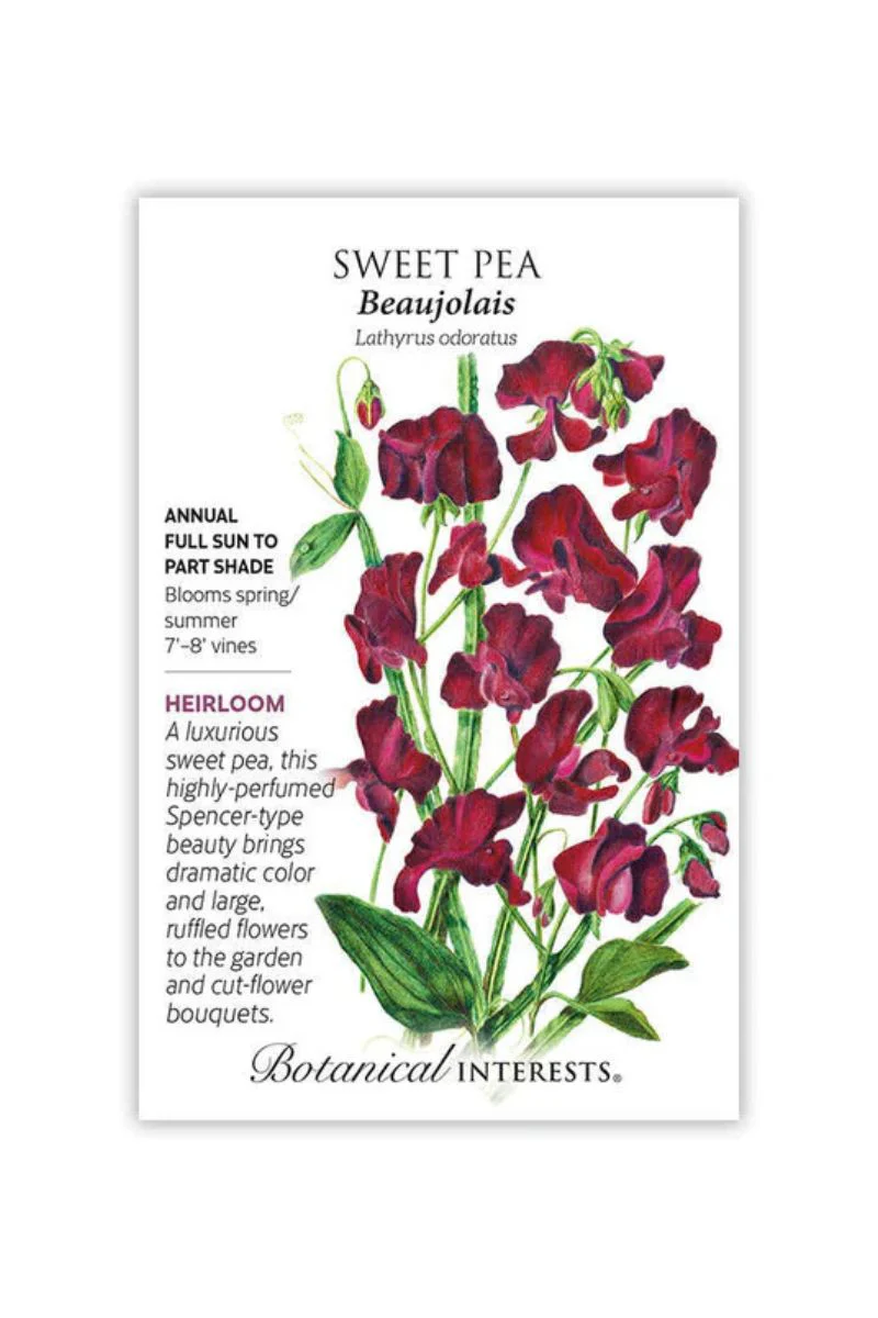 Botanical Interests Beaujolais Sweet Pea Seeds