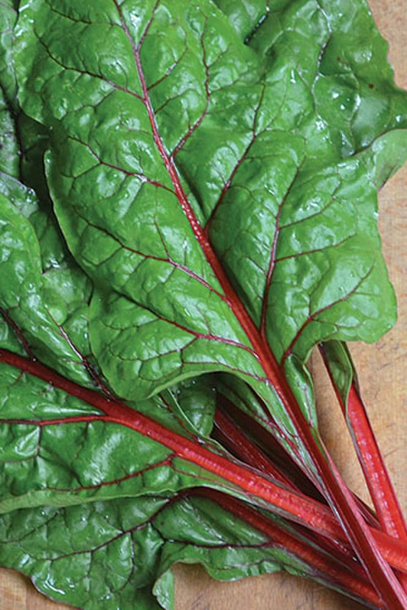 Seed Savers Rhubarb Red Swiss Organic Chard