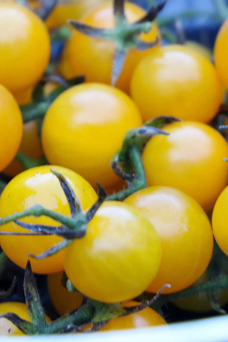 Seed Savers Igleheart Yellow Cherry Organic Tomato
