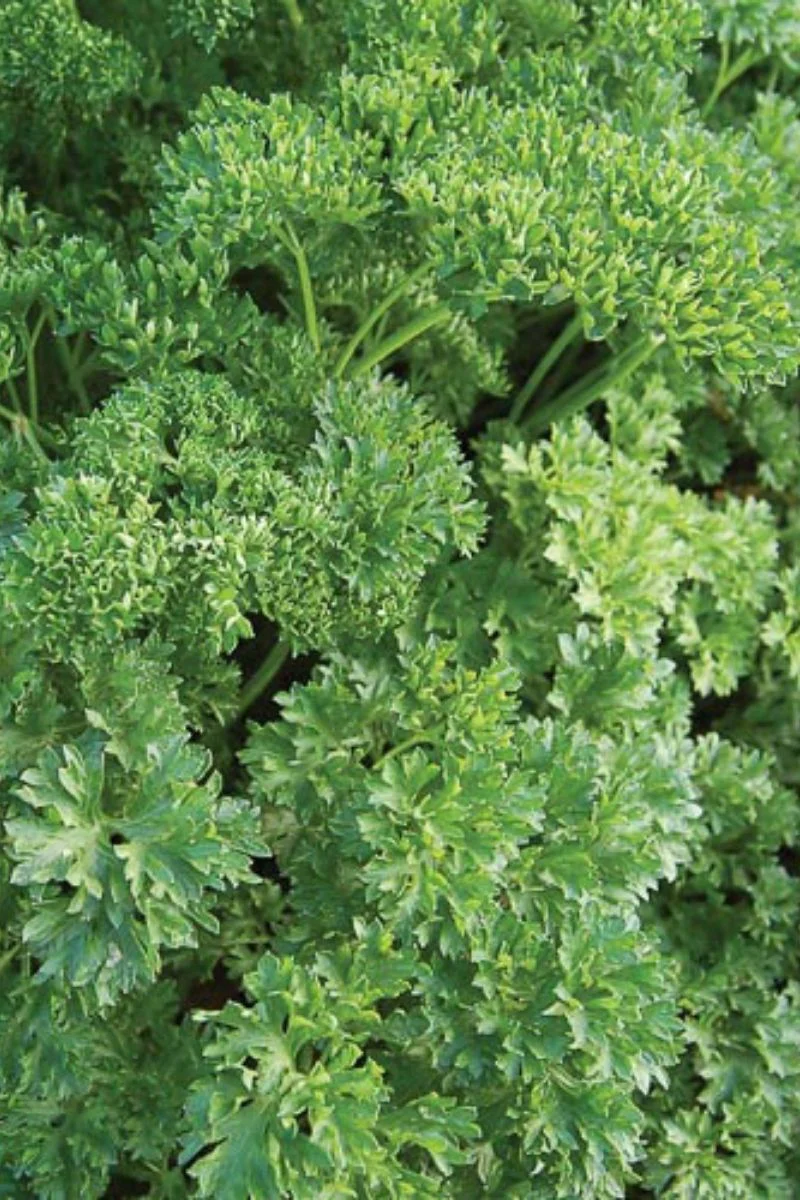Seed Savers Triple Curled Organic Parsley