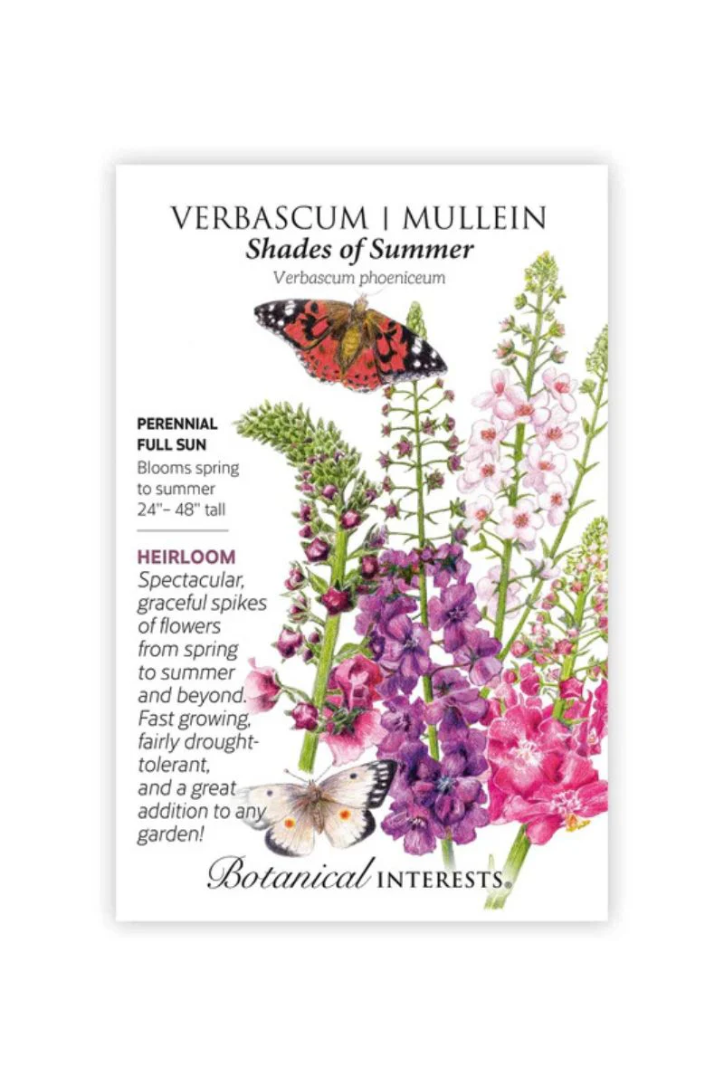Botanical Interests Shades of Summer Verbascum (Mullein) Seeds