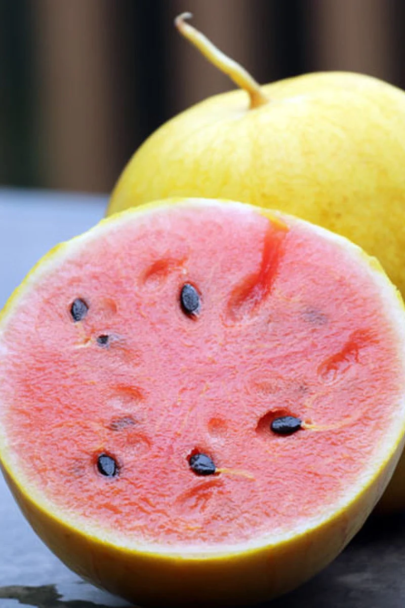 Seed Savers Golden Midget Watermelon